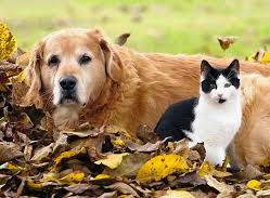 Senior pets will give you loyalty and companionship in return for your love.