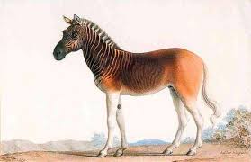 this a extinct south african quagga