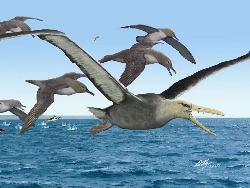 Scientists Reveal What May Be the Largest Flying Bird Ever
