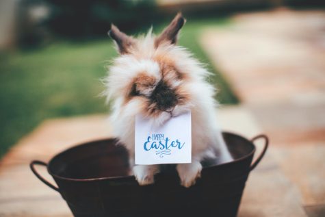 A cute bunny holding a note saying happy Easter.