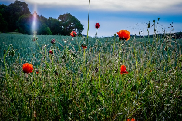 Summer sunshine 