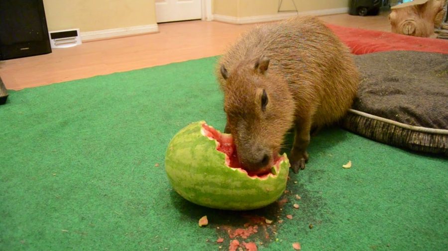 What do people at PV think of Capybara eating watermelon?