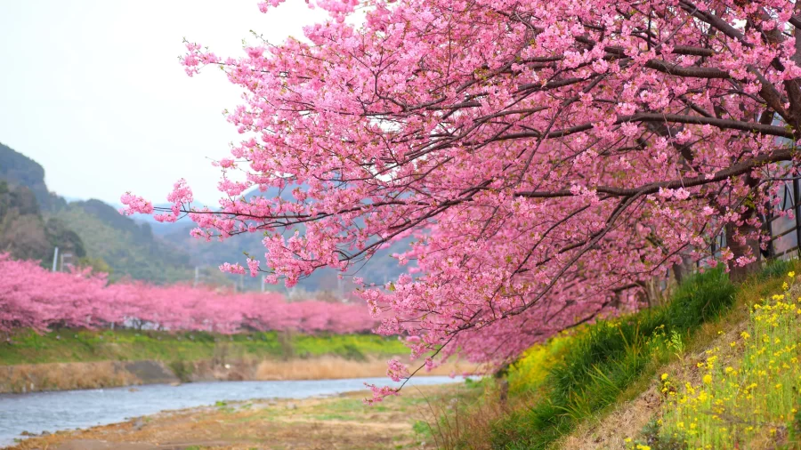 The+Beautiful+%E2%80%98Sakura%E2%80%99+Cherry+Tree+Blossoms