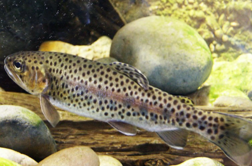 A fact about rainbow trout is that its scientific name is onchynchus mykiss.