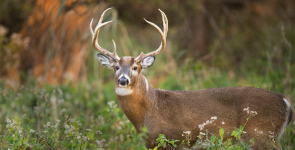 The Role of Hunting in Wildlife Conservation, Explained | College of Natural Resources News